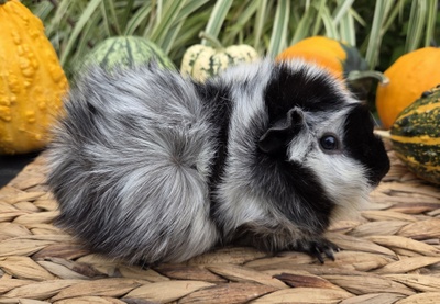 Rosetten Mädel Pixi